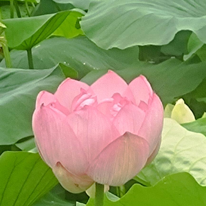 平安石