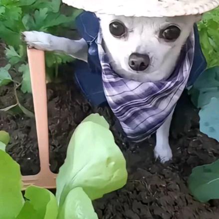 打卤手擀面ʸ