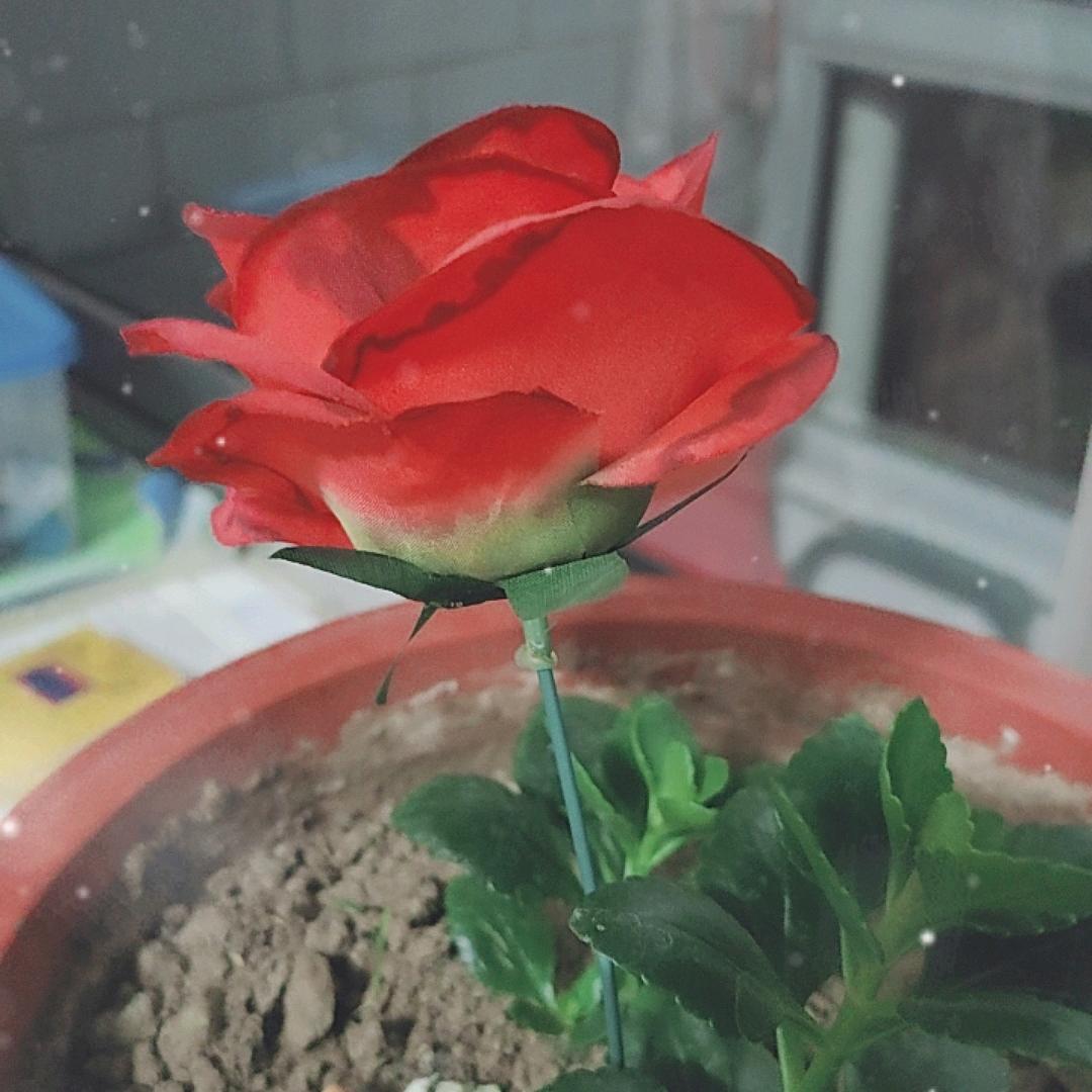 一生情