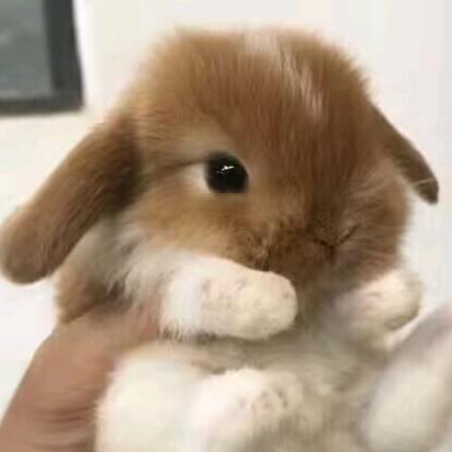 专注学习的陈小白