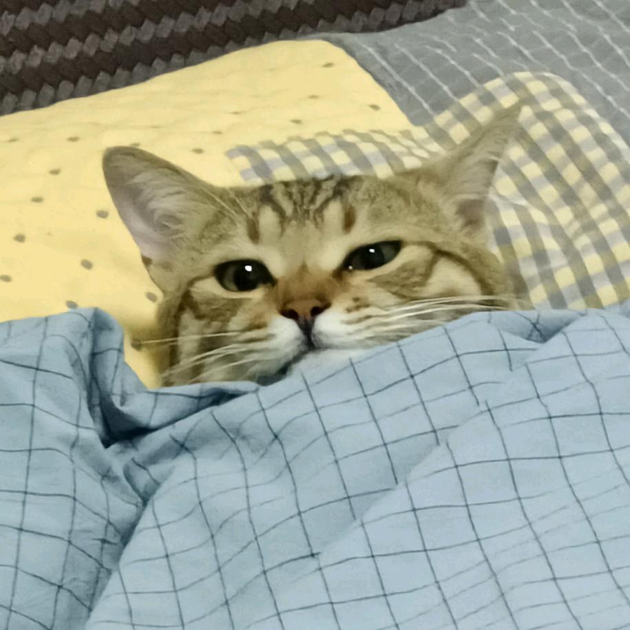 阿巴阿巴