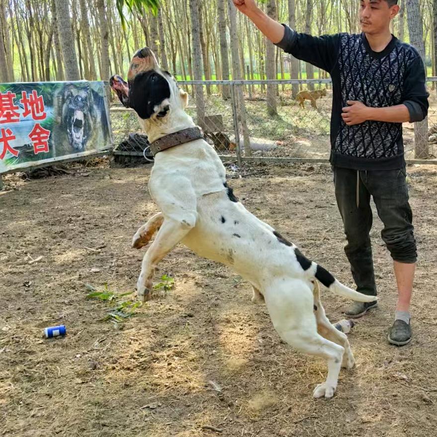 刘老四猛犬繁育（加纳利）
