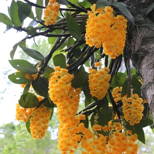 虫虫