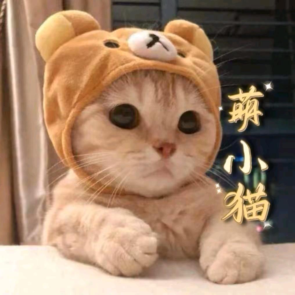萌小猫百货