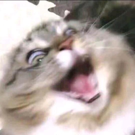 搂猫睡觉的鱼