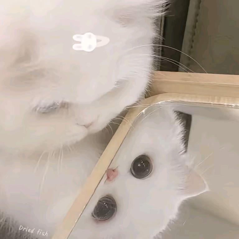 ᵕ̈ᥫᩣᵕ̈ ୧₍˄·͈༝·͈˄₎୨♡̷
