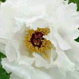 🌹劉🌹望🌸远🌸方