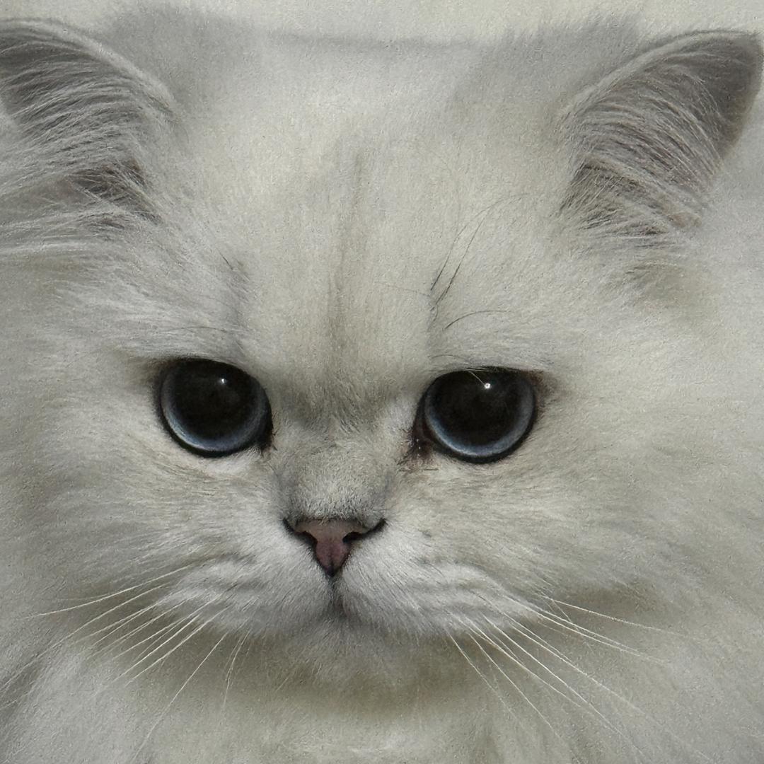 阮殷