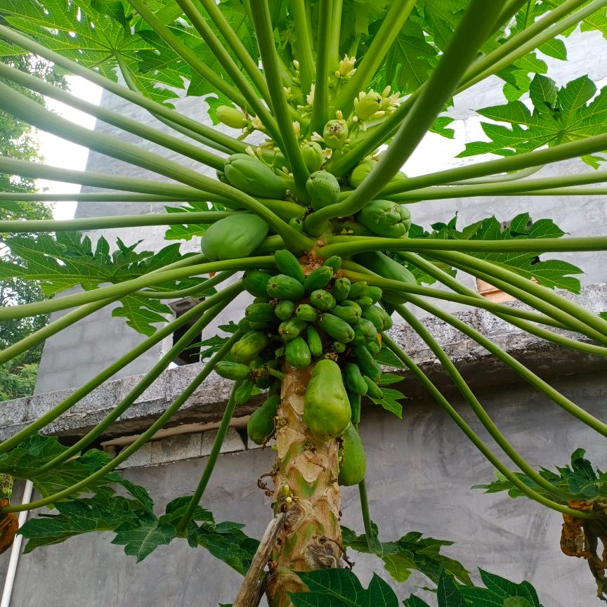 陸栖半块糖