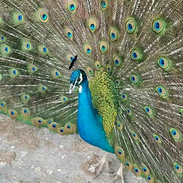 湖南永州孔雀养殖基地