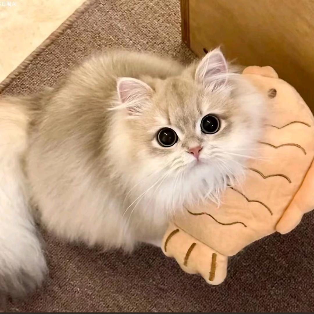 醉清风.