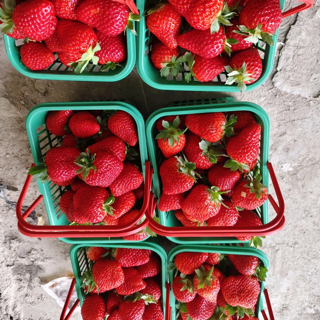 妞妞草莓采摘园