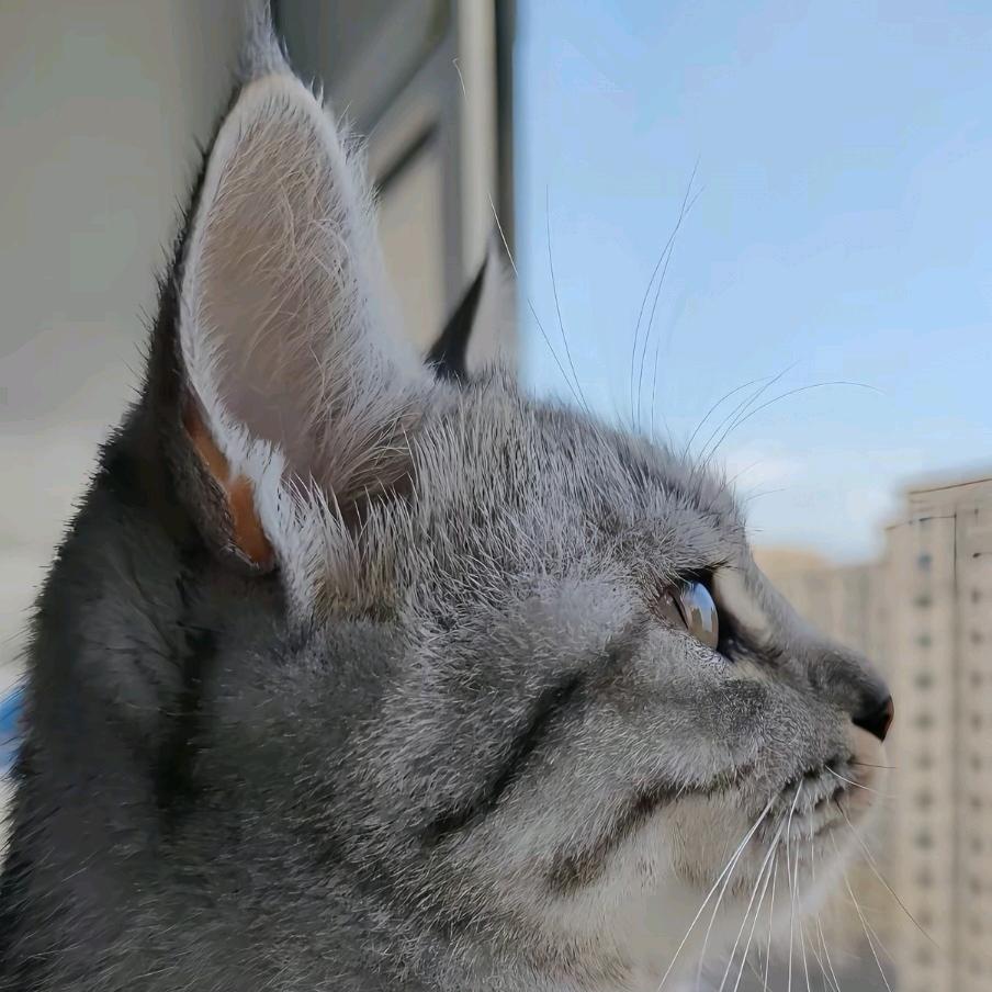 诞旦超爱买