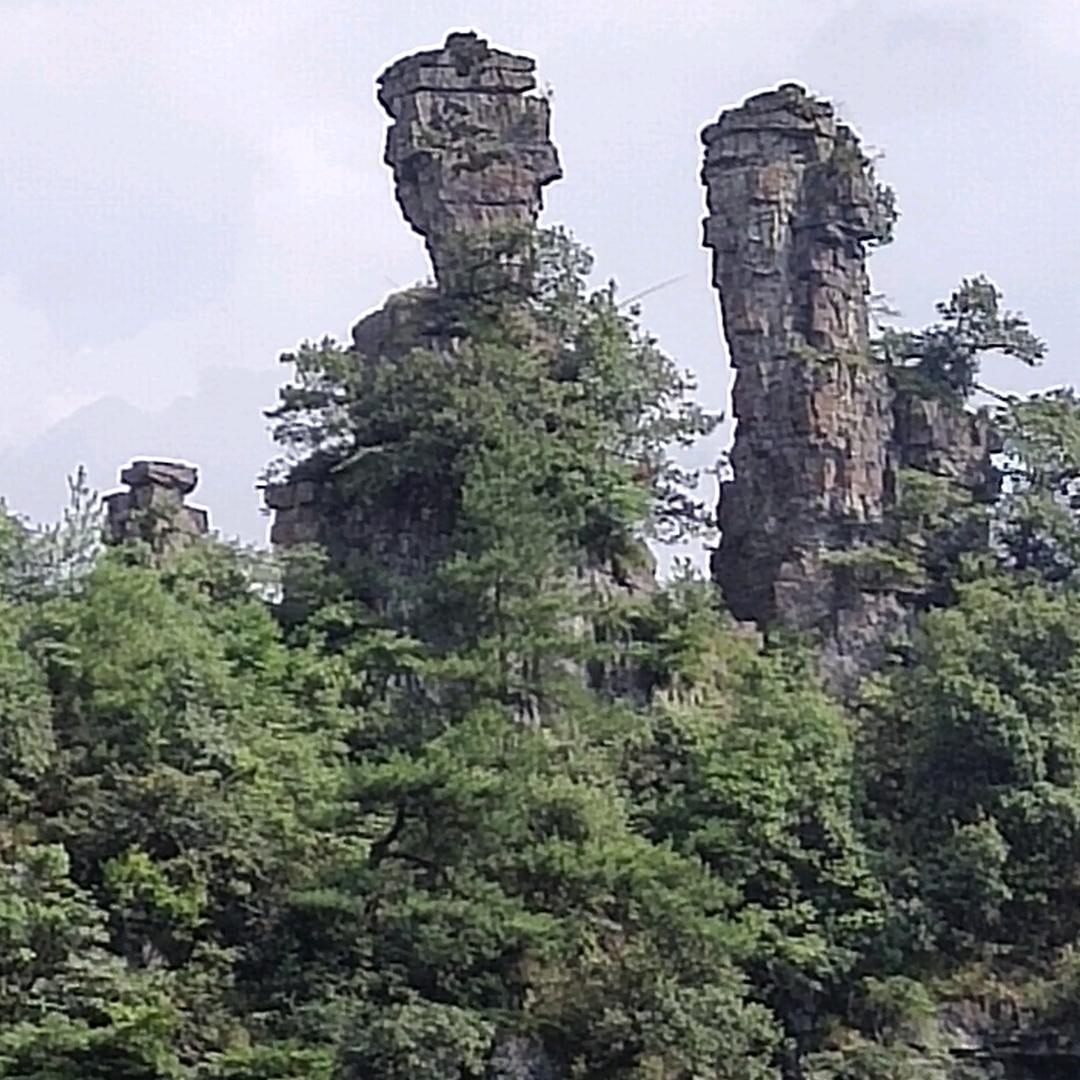 无花果