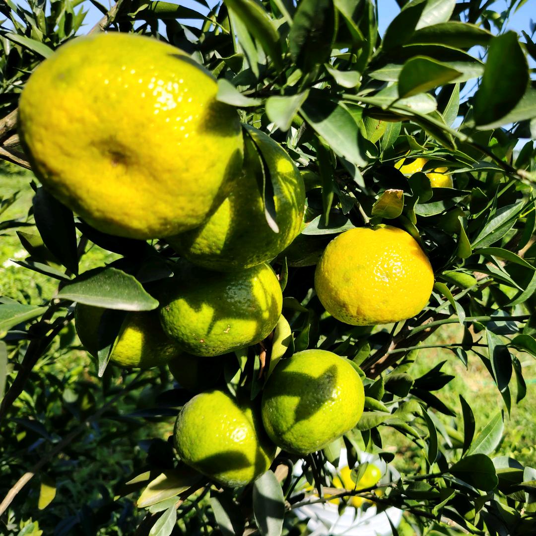 光比利农业贸易