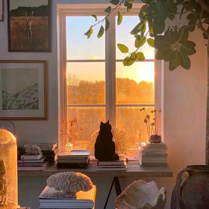 窗台上的喵(￢_￢)🐱