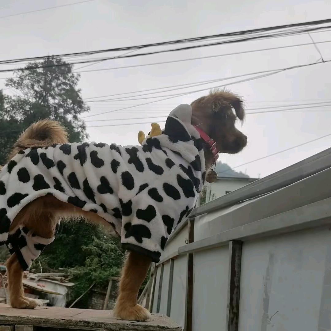 来宝是只狗 是真狗