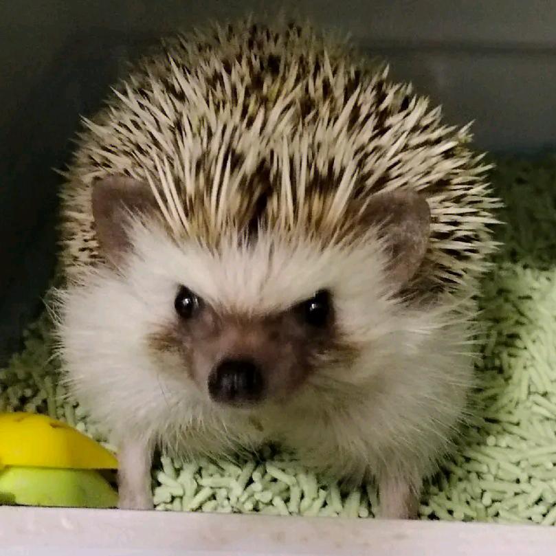 [喜欢看热闹的小刺猬😔🦔]