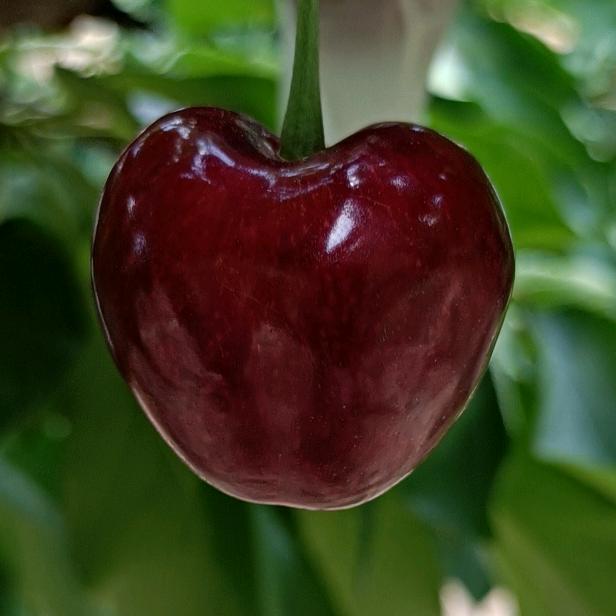 🍎🍎天水大樱桃🍒🍒