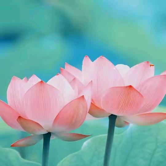盛世凡花