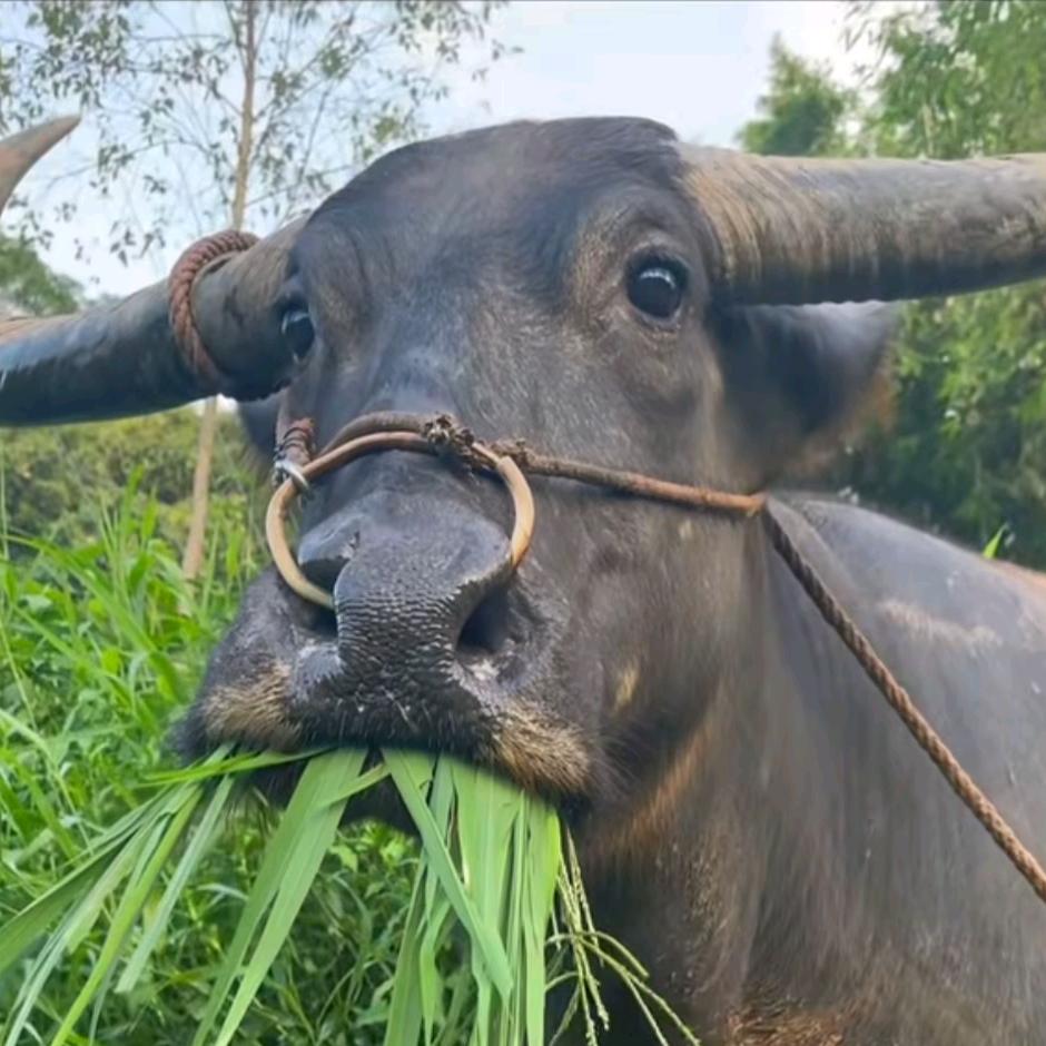 三声拐弯四声降