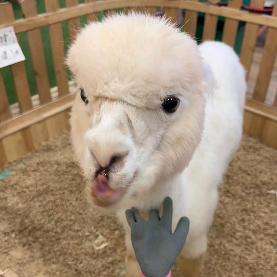 小羊驼🦙