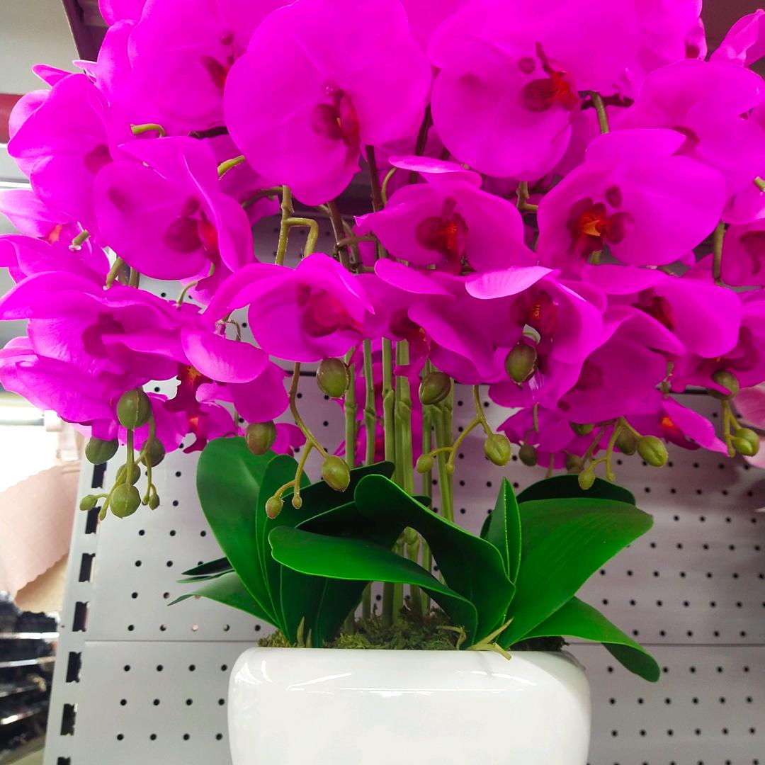 @曼妙舞姿，轻颖脱俗