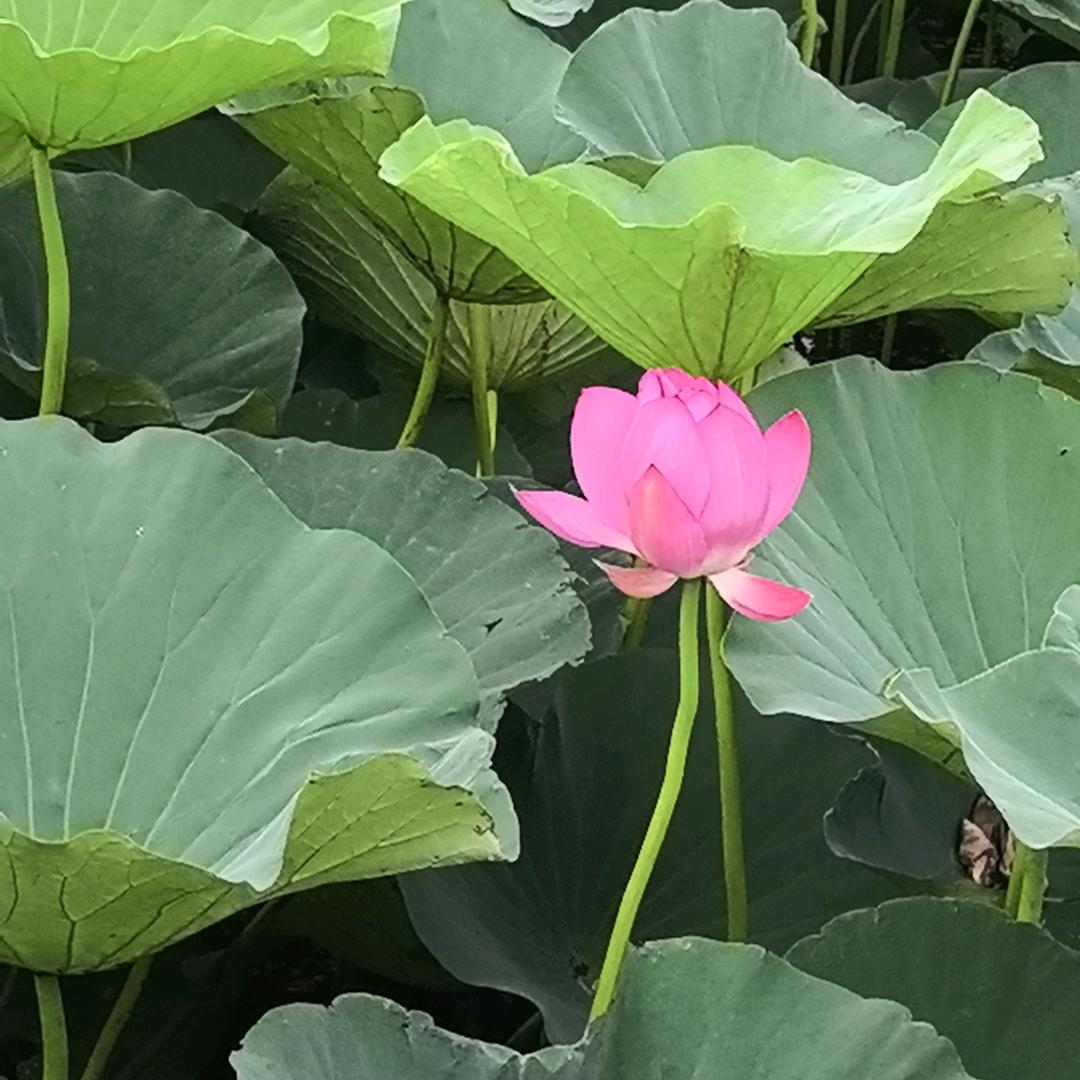 玫瑰语