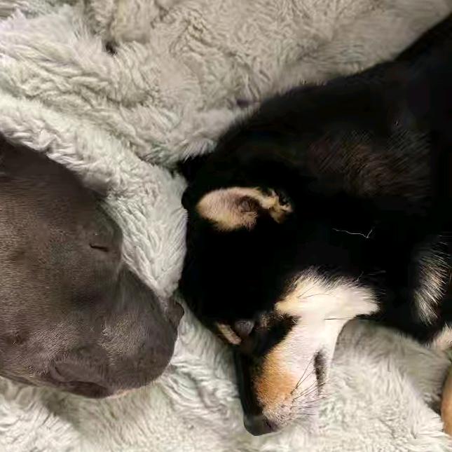 偷吃包谷粑被婆娘吊着打