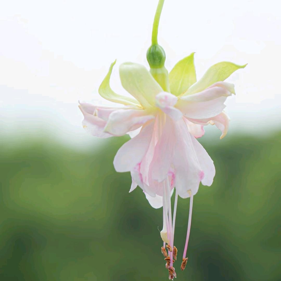 简•静