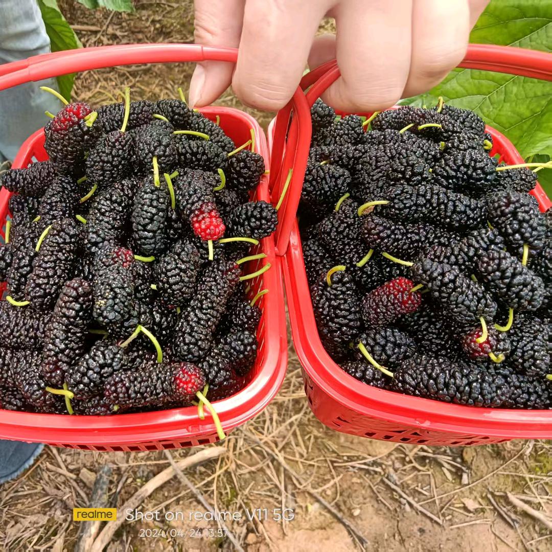 柴桑区四季采摘果园