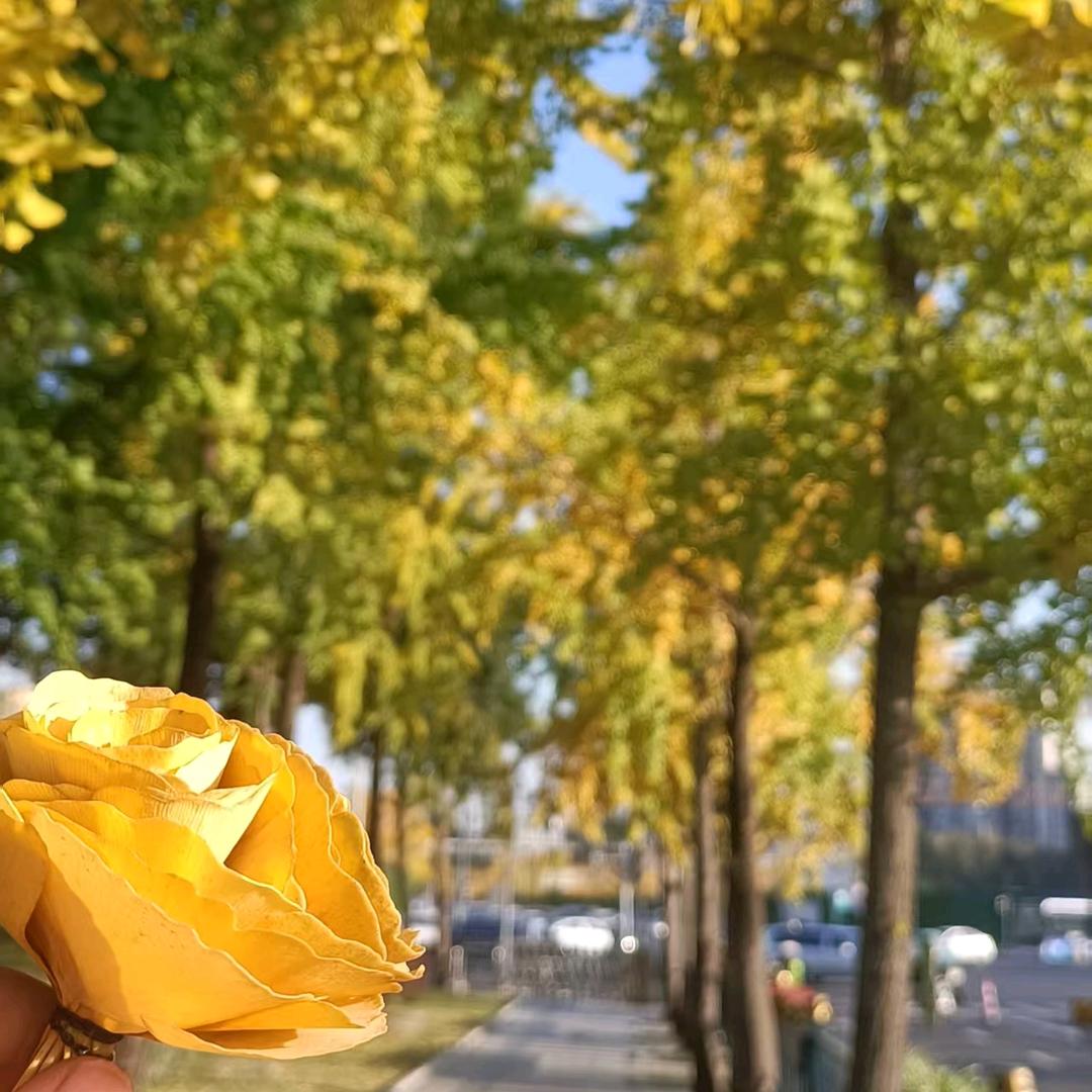 花季拾光