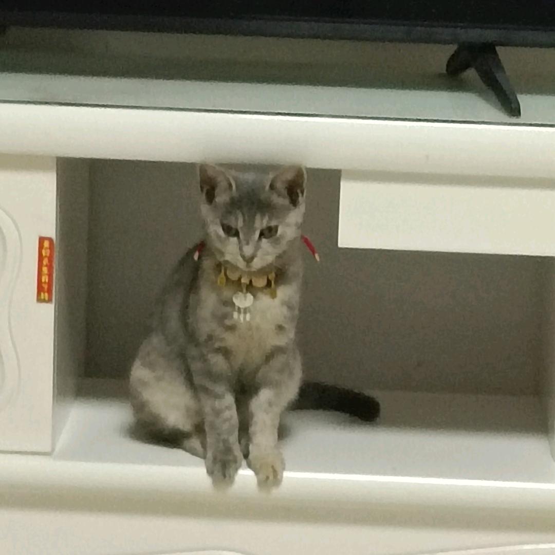 小琴