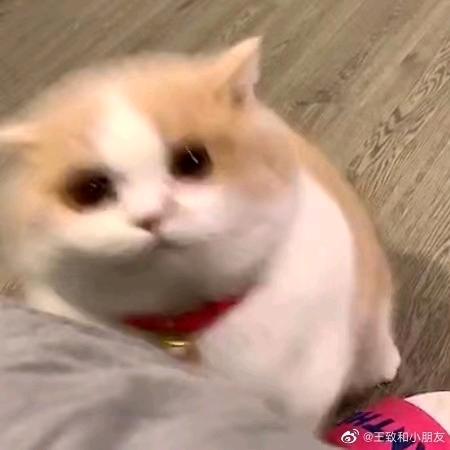 白淽