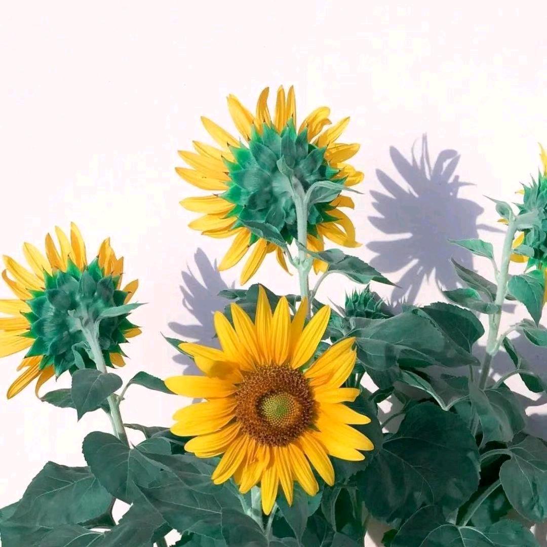 ☀️向太阳☀️