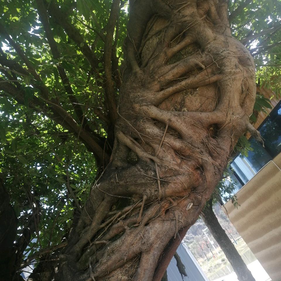 树缠藤