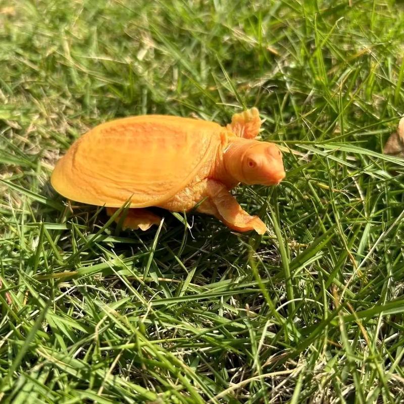 黄金甲鱼养殖专业户