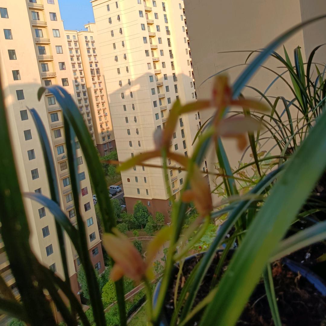 农村小阿鸿