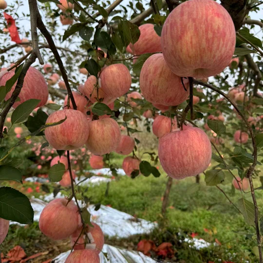 正宗栖霞苹果大樱桃