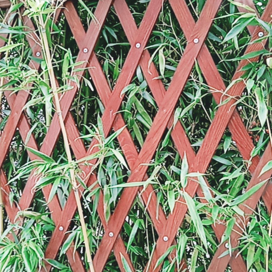 我叫花不玩