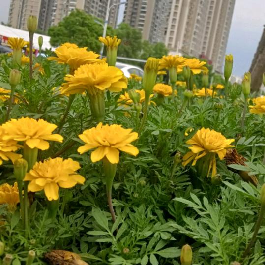 侃侃图文