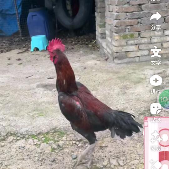 精品发财土斗鸡小铺