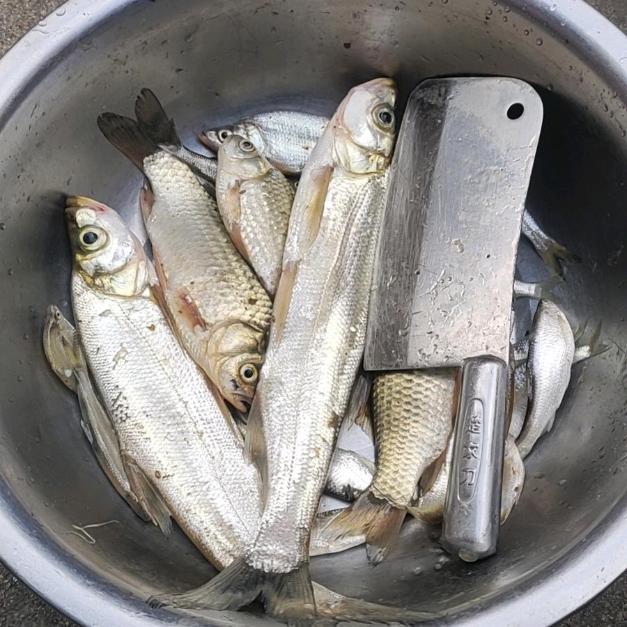 鱼之趣🎣
