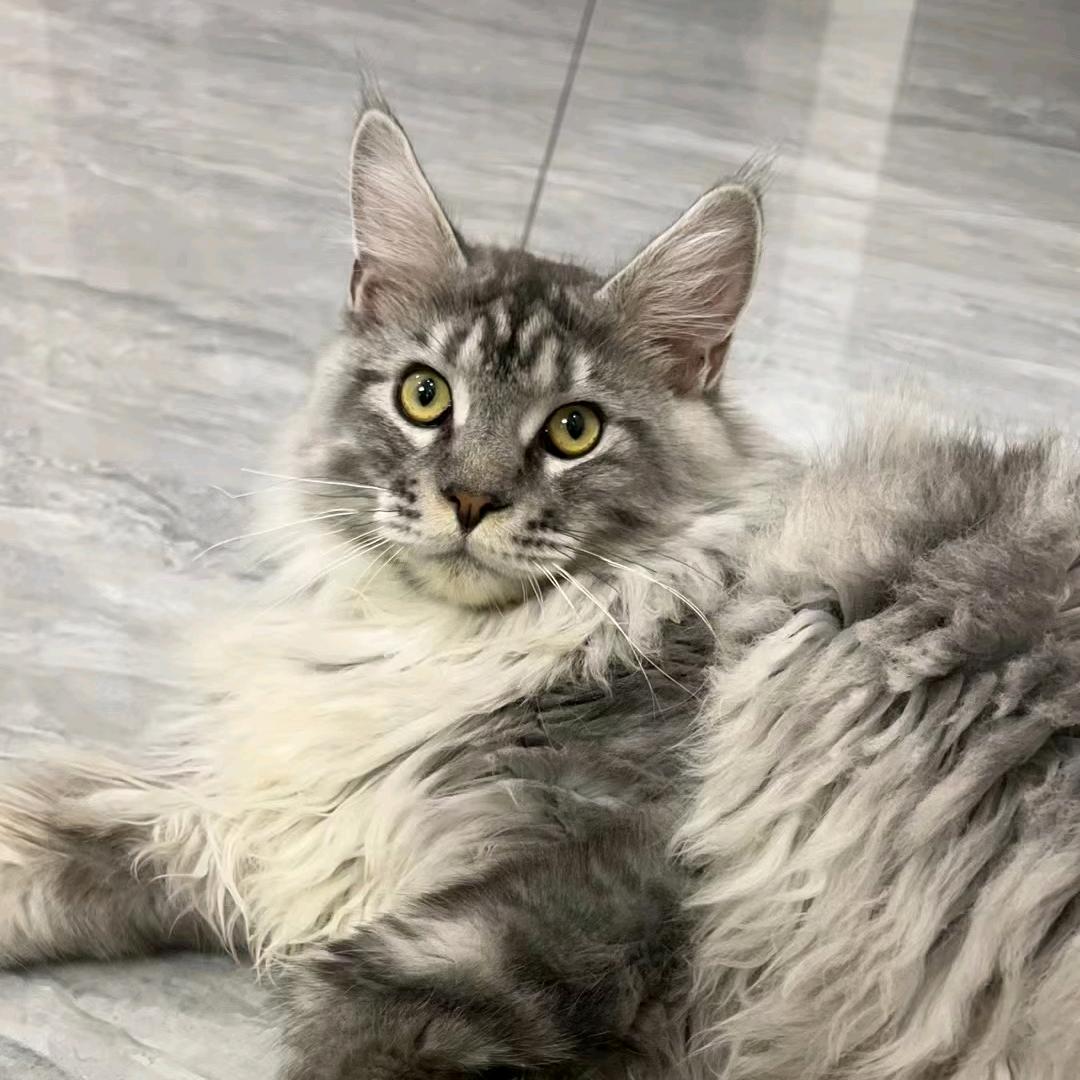 我家有猫
