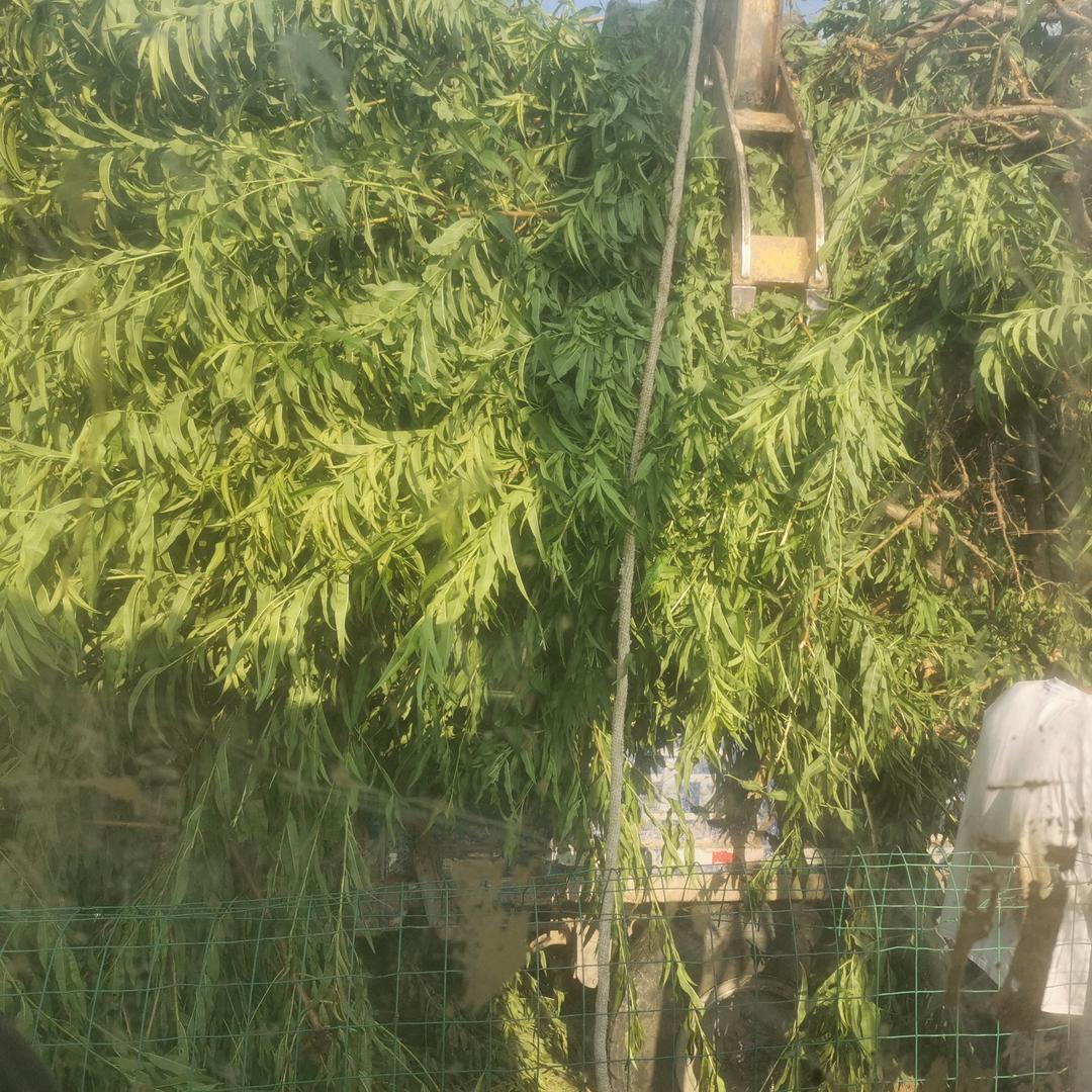 啊帅。专业高价收各种树，是树都要