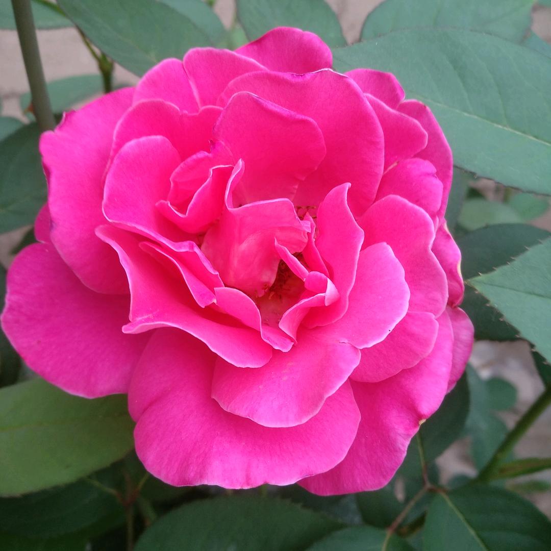 芳香菊花