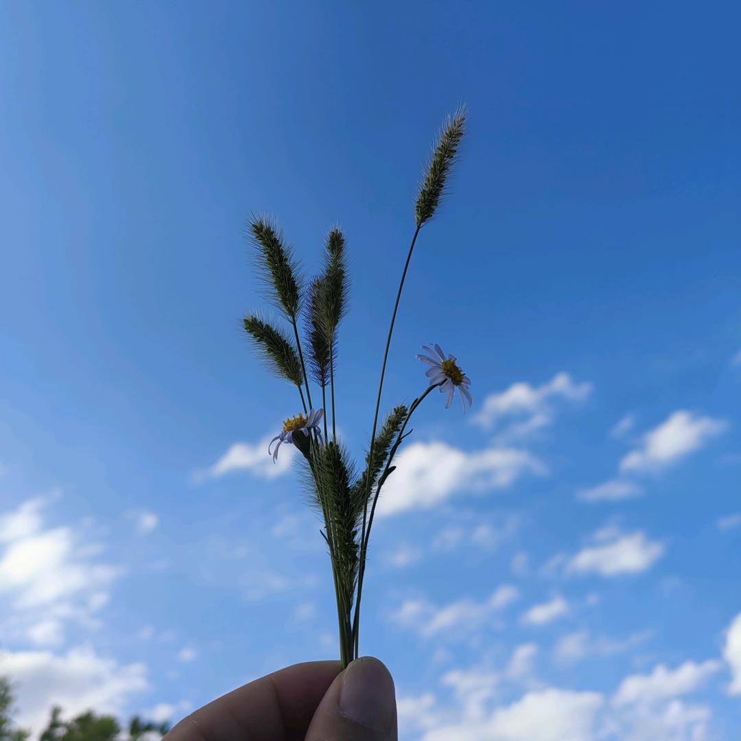 凉栀♥