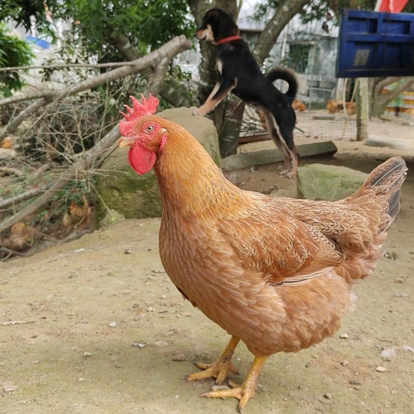 哪吒爱吃粥