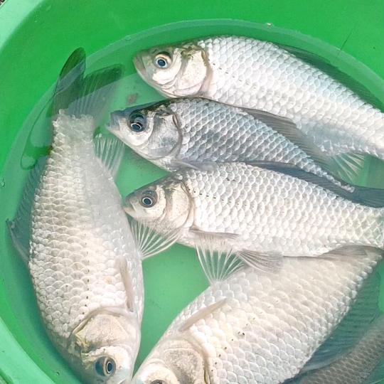 资深钓鱼佬（传统钓老炮手）