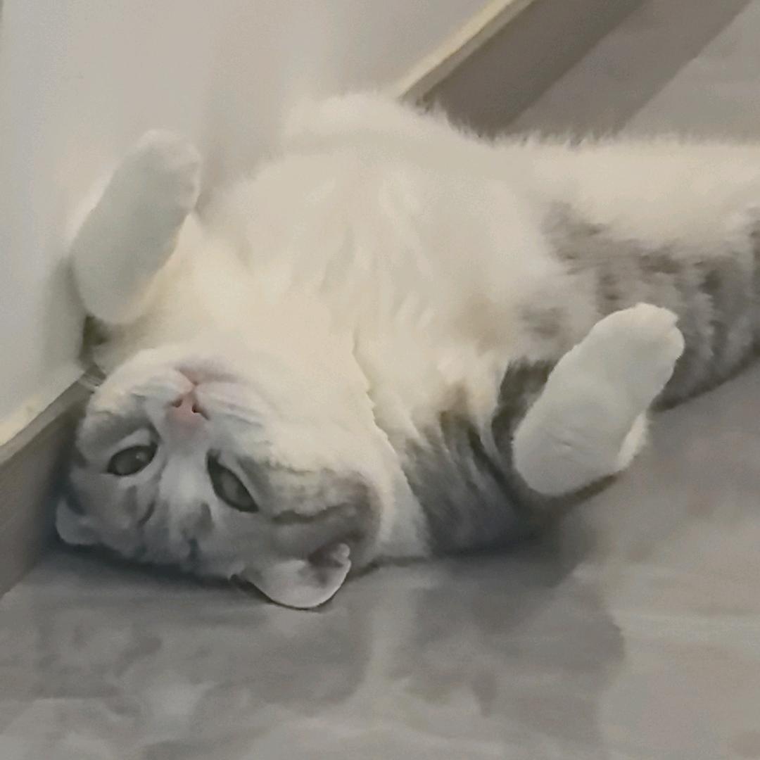 多莉养不熟